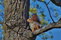 squirrel-animal-wild-nature-621621.jpg