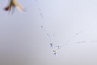 Water_droplets_suspended_on_a_spider_web.jpg