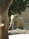 elephant-zoo-basel-651295.jpg