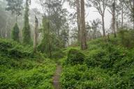 weeds-path-mist-gum-trees-319185.jpg