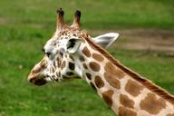 giraffe-nature-head-649671.jpg