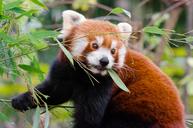 Red_Panda.jpg