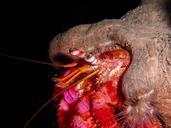 hermit-crab-cancer-shellfish-230013.jpg