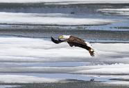 Bald_eagle_taking_flight_from_Lewis_Lake.jpg