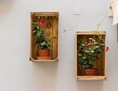 flowerpot-box-wall-decoration-935972.jpg