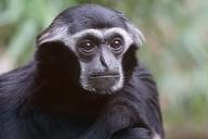 animals-primate-monkey-1098667.jpg