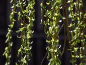 willow-pletoasa-buds-leaves-1488599.jpg