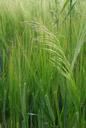 barley-corn-grass-green-field-1357194.jpg