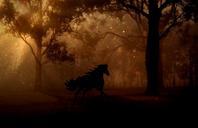 forest-trees-night-horse-gallop-643362.jpg