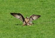 falcon-wildpark-poing-approach-prey-1325788.jpg