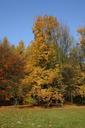 park-forest-autumn-tree-foliage-425859.jpg