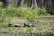 turtles-swamp-nature-reptile-452648.jpg