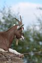 goat-zoo-billy-goat-horns-741387.jpg