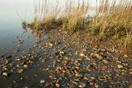 Marsh with oyster shells.jpg