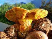 fungi-yellow-brown-mixed-940986.jpg