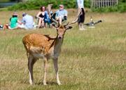 deer-roe-deer-animal-wildlife-164194.jpg