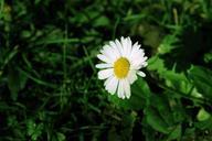 daisy-grass-green-flower-spring-614981.jpg