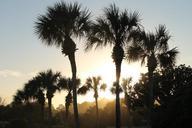 sunset-through-palms-beach-nature-644473.jpg