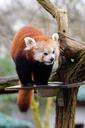 Red Panda (24421824954).jpg