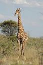 giraffe-africa-safari-nature-469155.jpg