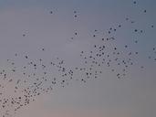 flock-of-birds-birds-fly-animals-3785.jpg