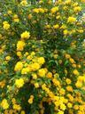 bushes-shrubs-ranunkel-shrub-amber-362397.jpg