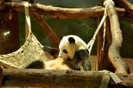 panda-bear-animal-black-white-zoo-244766.jpg