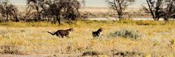 cheetah-etosha-namibia-africa-1305790.jpg