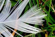 white-feathers-macro-birds-plumage-70414.jpg