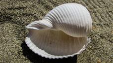 shell-beach-sea-sand-summer-1584525.jpg