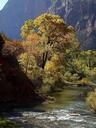 Zion national park yellow.jpg