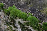 wall-moss-green-stone-542874.jpg