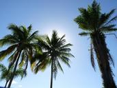 coconut-trees-pier-itagu%C3%A1-ubatuba-658769.jpg