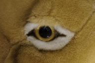 eye-lions-eye-close-soft-toy-545679.jpg