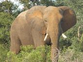 elephant-africa-wildlife-african-431648.jpg