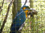 parrots-encaged-zoo-birds-tropical-496243.jpg