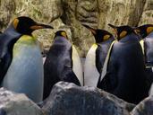 king-penguins-penguins-406542.jpg