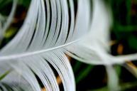 feathers-bird-wing-wildlife-white-70413.jpg