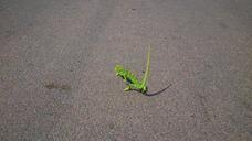 chameleon-reptile-lizard-green-546095.jpg