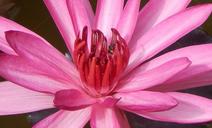 lily-water-lily-waterlily-flower-852601.jpg