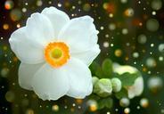 summer-anemone-anemone-blossom-571531.jpg