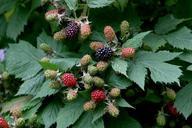 blackberries-berries-ripening-fruit-385255.jpg