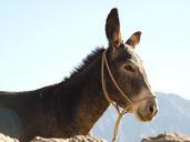 donkey-animal-beast-of-burden-43301.jpg