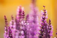 purple-flowers-nature-purple-flower-932698.jpg