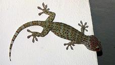 gecko-tokhe-lizard-235050.jpg