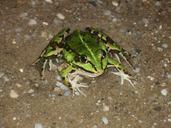 frog-animal-green-nature-amphibian-373861.jpg