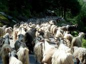 goats-livestock-herd-nature-mammal-577306.jpg