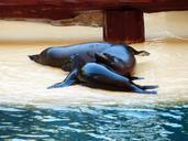 seals-smooch-play-rest-playful-406613.jpg