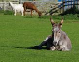 donkey-resting-farm-livestock-981555.jpg