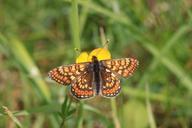 marsh-fritillary-butterfly-1103362.jpg